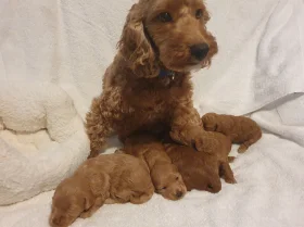 Cockapoo