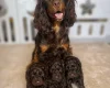 Cockapoo