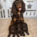 Cockapoo