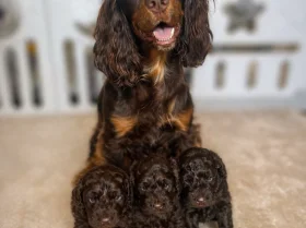 Cockapoo