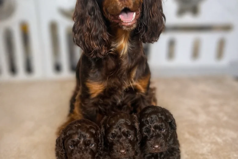 Cockapoo