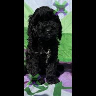 Cockapoo
