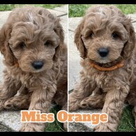 Cockapoo