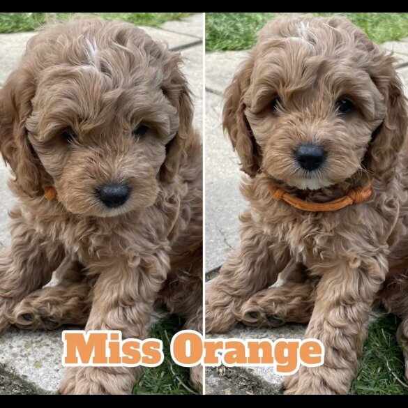 Cockapoo