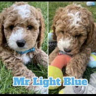 Cockapoo
