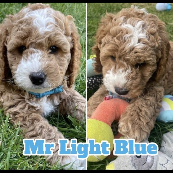 Cockapoo