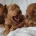 Cockapoo