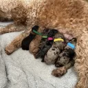 Cockapoo