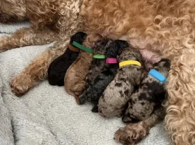 Cockapoo