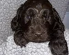 Cockapoo