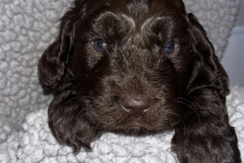 Cockapoo