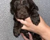 Cockapoo