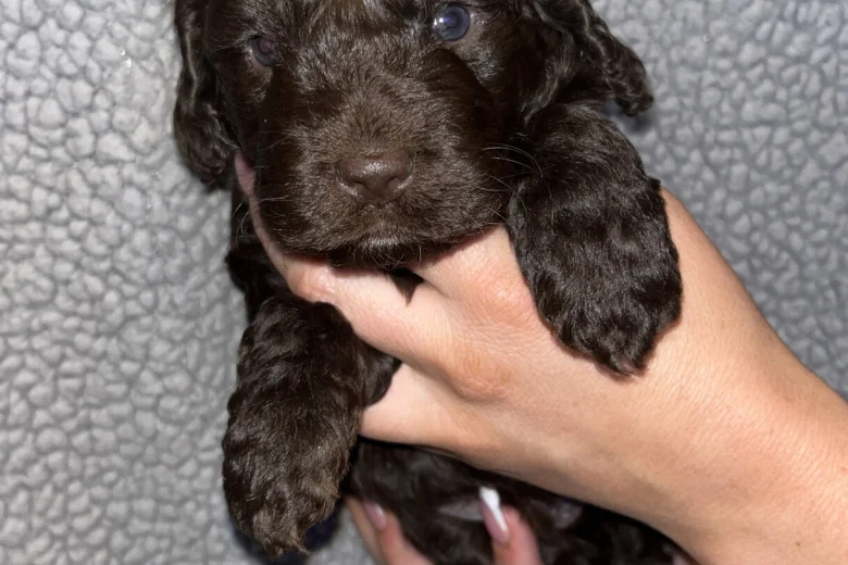 Cockapoo