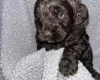 Cockapoo