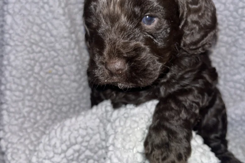Cockapoo