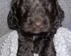 Cockapoo
