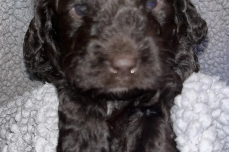 Cockapoo