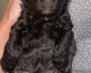 Cockapoo