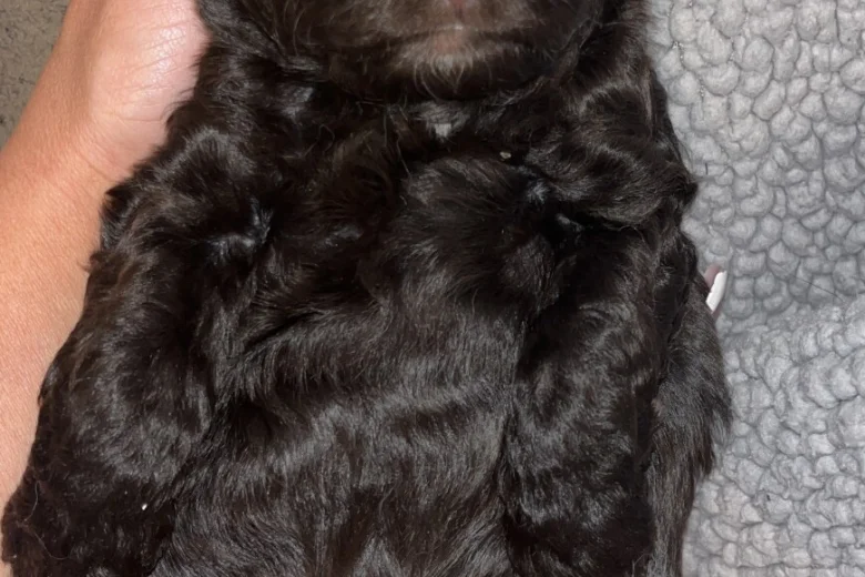 Cockapoo