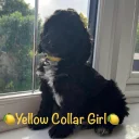Cockapoo