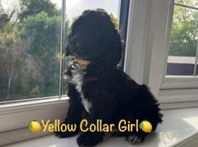 Cockapoo