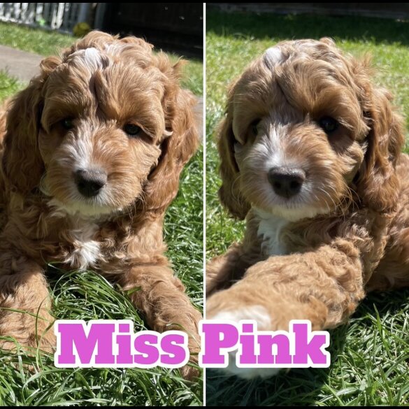 Cockapoo