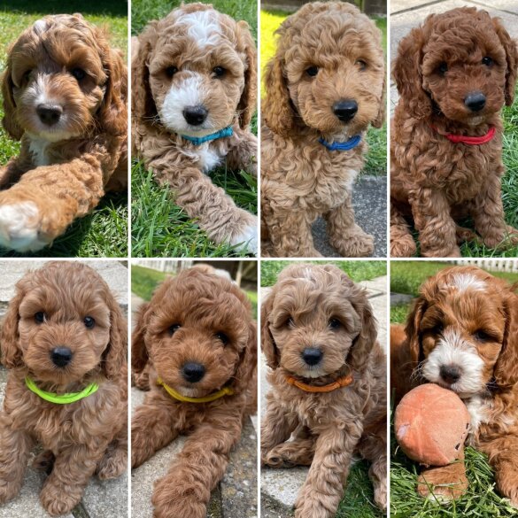Cockapoo