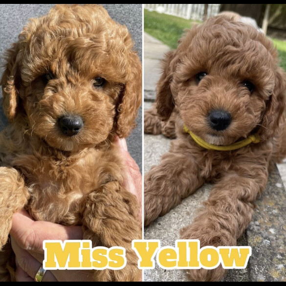 Cockapoo