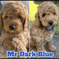 Cockapoo