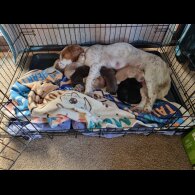 Cocker Spaniel (Working)