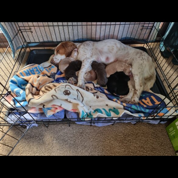 Cocker Spaniel (Working)