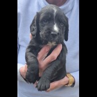 Cocker Spaniel (Working)