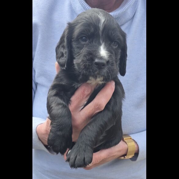 Cocker Spaniel (Working)