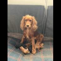 Cocker Spaniel (Working)