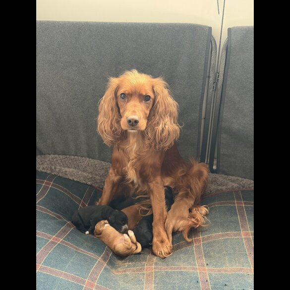 Cocker Spaniel (Working)