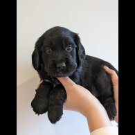 Cocker Spaniel (Working)