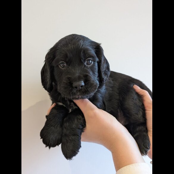Cocker Spaniel (Working)