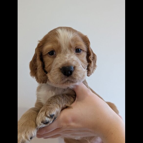 Cocker Spaniel (Working)