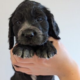 Cocker Spaniel (Working)