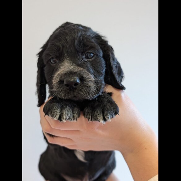 Cocker Spaniel (Working)