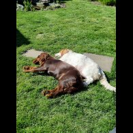 Cocker Spaniel (Working)