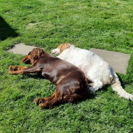 Cocker Spaniel (Working)