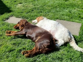 Cocker Spaniel (Working)