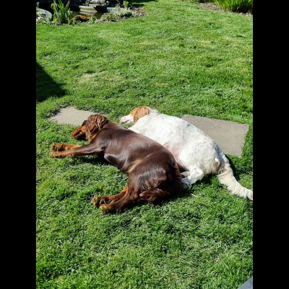 Cocker Spaniel (Working)