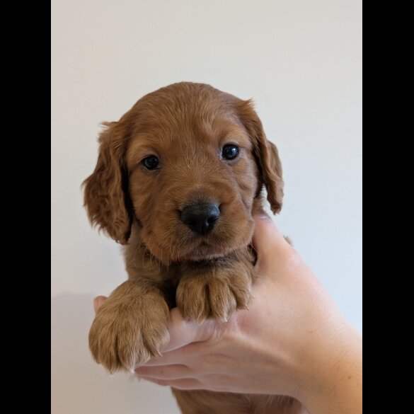Cocker Spaniel (Working)