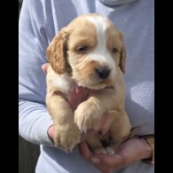 Cocker Spaniel (Working)