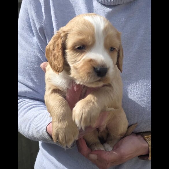 Cocker Spaniel (Working)