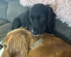 Cocker Spaniel (Working)