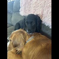 Cocker Spaniel (Working)