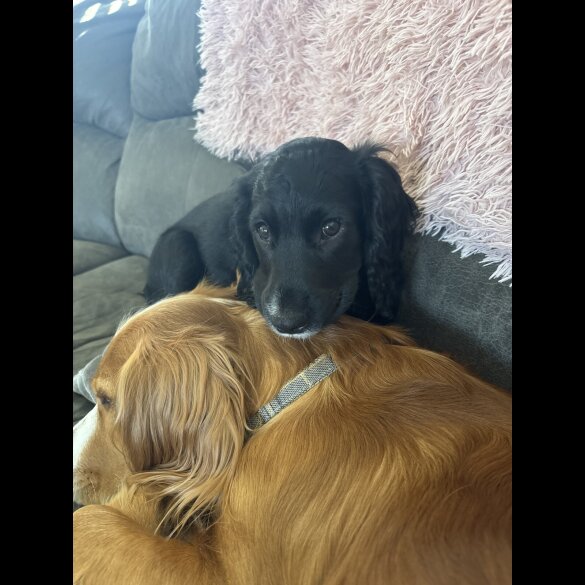 Cocker Spaniel (Working)